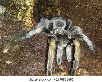 Texas Brown Tarantula