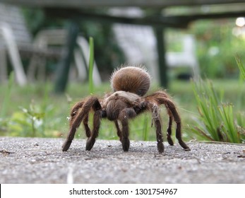 Texas Brown Tarantula Standing In Front Of Grass