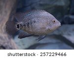 Texas cichlid (Herichthys cyanoguttatus)