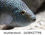 Texas cichlid (Herichthys cyanoguttatus), popular aquarium fish