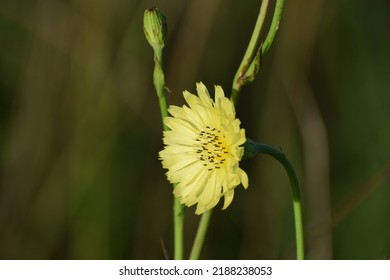 Texas Dandelion - A 'weedy Flower' That Is Common In The Southern US.