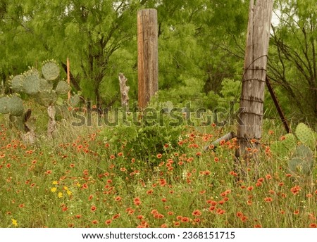Texas fenceposts with spring wildflowers