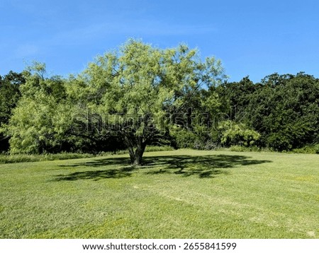 Texas Forest Path Trail Summer