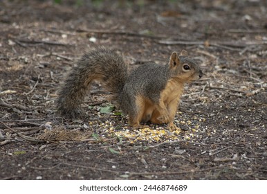 Texas fox squirrel eating corn on the ground - Powered by Shutterstock