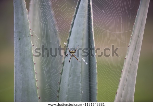 Texas Garden Spider Garden Stock Photo Edit Now 1131645881