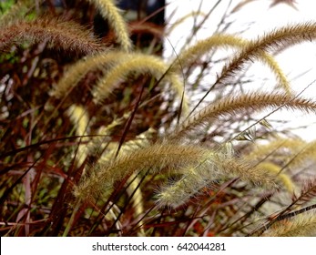 Texas Grass. Texan Grass Flower (pennisetum Setaceum Rubrum) In Southern Braz