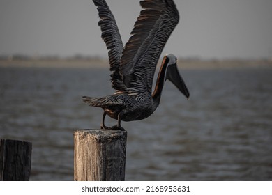 Texas Gulf Coast Brown Pelicans 