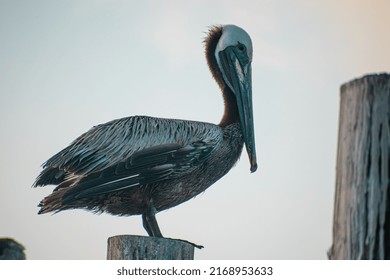 Texas Gulf Coast Brown Pelicans 