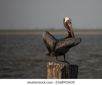 Texas Gulf Coast Brown Pelicans 