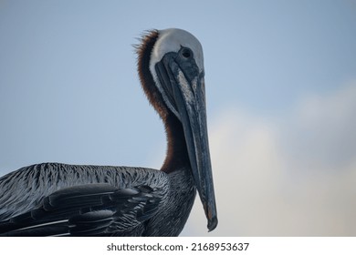 Texas Gulf Coast Brown Pelicans 