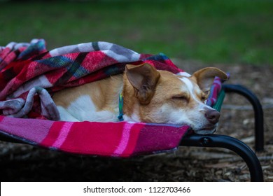 Texas Heeler Sleeping On Camping Cot