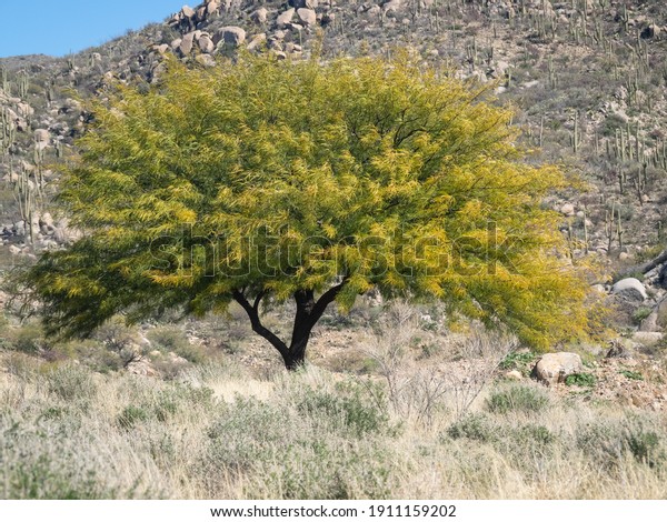 Texas Honey Mesquite\
Tree in a landscape