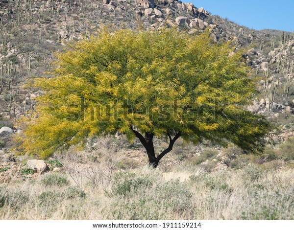 Texas Honey Mesquite\
Tree in a landscape