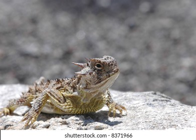 A Texas horned lizard basking on a rock with a rocky background.