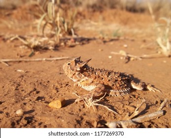 Texas Horned Lizard Horny Toad