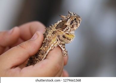Texas Horned Lizard (Phrynosoma cornutum) in Hand