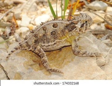 Texas Horned Lizard, Phyrnosoma cornutum , also known as the horny toad of the American southwest deserts