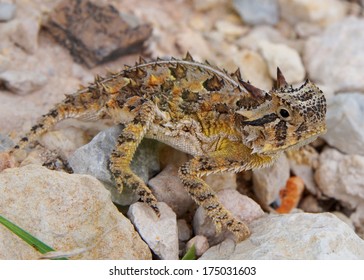 Texas Horned Lizard, Phyrnosoma cornutum 