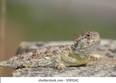 359 Texas Horned Lizard Images, Stock Photos & Vectors | Shutterstock