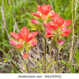 Texas Indian Paintbrush Or Castilleja Indivisa