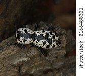 Texas Ironclad Beetle Zopherus nodulosus ssp. haldemani from Chipinque, Nuevo Leon, Mexico