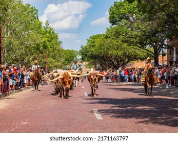 Texas, JUN 18 2022 - Sunny View Of The Cattle Drive Show