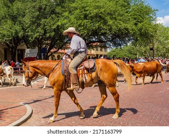 Texas, JUN 18 2022 - Sunny View Of The Cattle Drive Show