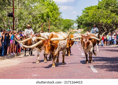 Texas, JUN 18 2022 - Sunny View Of The Cattle Drive Show