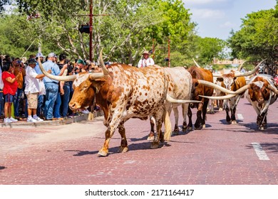 Texas, JUN 18 2022 - Sunny View Of The Cattle Drive Show