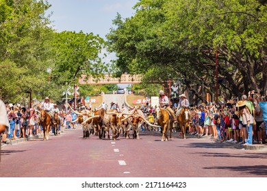 Texas, JUN 18 2022 - Sunny View Of The Cattle Drive Show