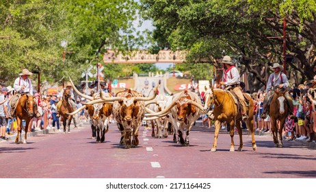 Texas, JUN 18 2022 - Sunny View Of The Cattle Drive Show