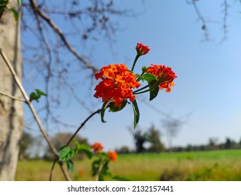 Texas Lantana Against Sky | Flowers Against Sky.