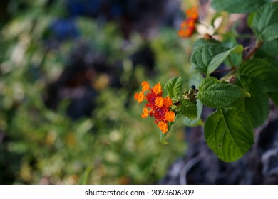 A Texas Lantana Lantana Urticoides Plants Stock Photo