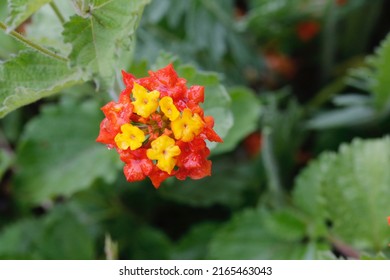 Texas Lantana. Wildflowers. Isolated Closeup.