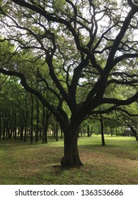 Texas Live Oak Tree