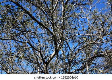 Texas Live Oak Tree Branches Against Blue Sky