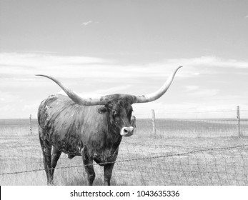 Texas Long Horn Cattle