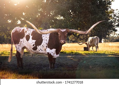 Texas long horn near Boerne