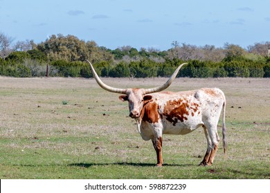 Texas Longhorn