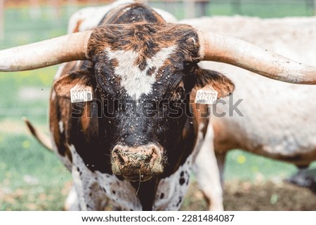 The Texas Longhorn is an American breed of beef cattle, characterized by its long horns, rub a longhorn cow, it has a heart on its forehead, the cow is surrounded by flies, it's a hot summer