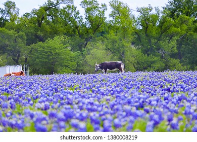 Texas Longhorn And Bluebonnets