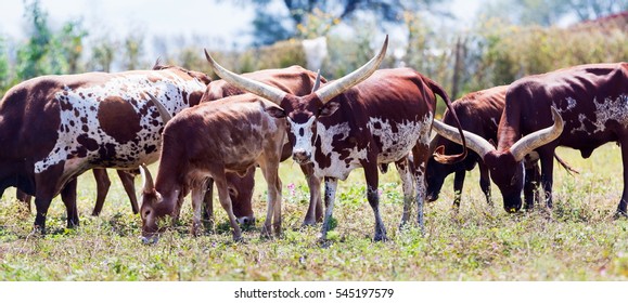 Texas Longhorn Breed Cattle Known Characteristic Stock Photo 545197579 ...