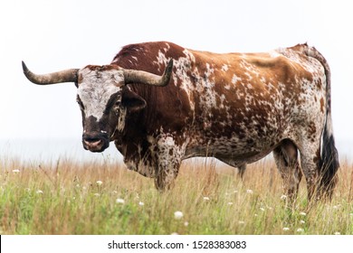 Texas Longhorn bull at the Wichita Mountains National Wildlife Refuge near Lawton, Oklahoma
