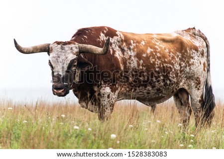 Texas Longhorn bull at the Wichita Mountains National Wildlife Refuge near Lawton, Oklahoma