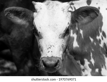 Texas Longhorn Calf Close-up (bw).