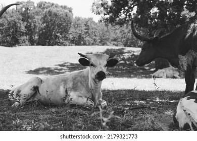 Texas Longhorn Calf On Cattle Farm Closeup In Black And White.