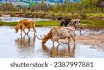 Texas Longhorn cattle crossing Woodward Creek near Woodward Oklahoma