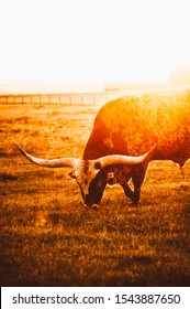 Texas Longhorn Cattle During A Summer Sunset In Alberta 