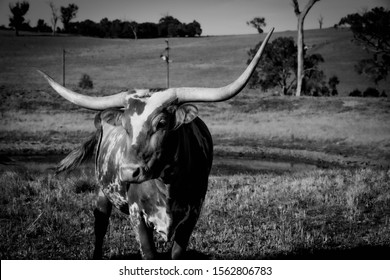 Texas Longhorn Cattle Farm House Country Lifestyle 