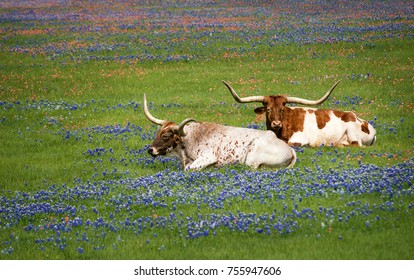Texas longhorn cattle grazing in bluebonnet wildflower pasture